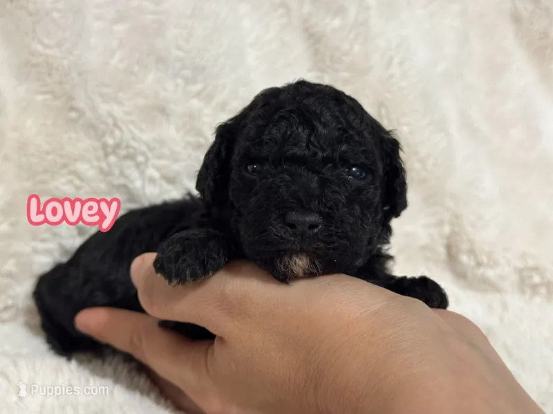 Lovey – Poodle - Toy  puppy for sale in Campbellsville, KY