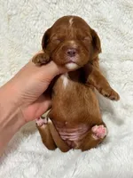 Bria, a female Cavapoo for sale in Campbellsville, KY – 3 of 4
