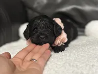 Lulu, a female Cavapoo for sale in Campbellsville, KY – 2 of 6
