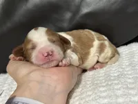 Milo, a male Cavapoo for sale in Campbellsville, KY – Photo 2 of 5