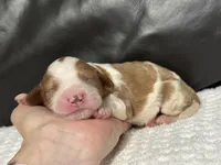 Milo, a male Cavapoo for sale in Campbellsville, KY – Photo 3 of 5