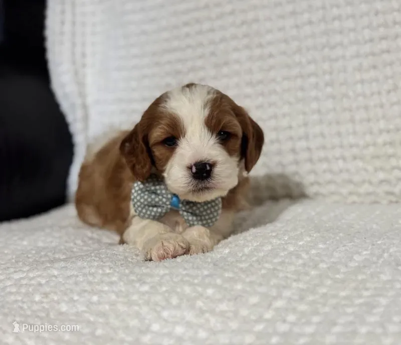 Milo – Cavapoo puppy for sale in Campbellsville, KY