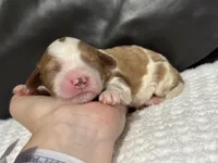 Milo, a male Cavapoo for sale in Campbellsville, KY – Photo 4 of 5