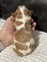 Milo, a male Cavapoo for sale in Campbellsville, KY – Photo 5 of 5