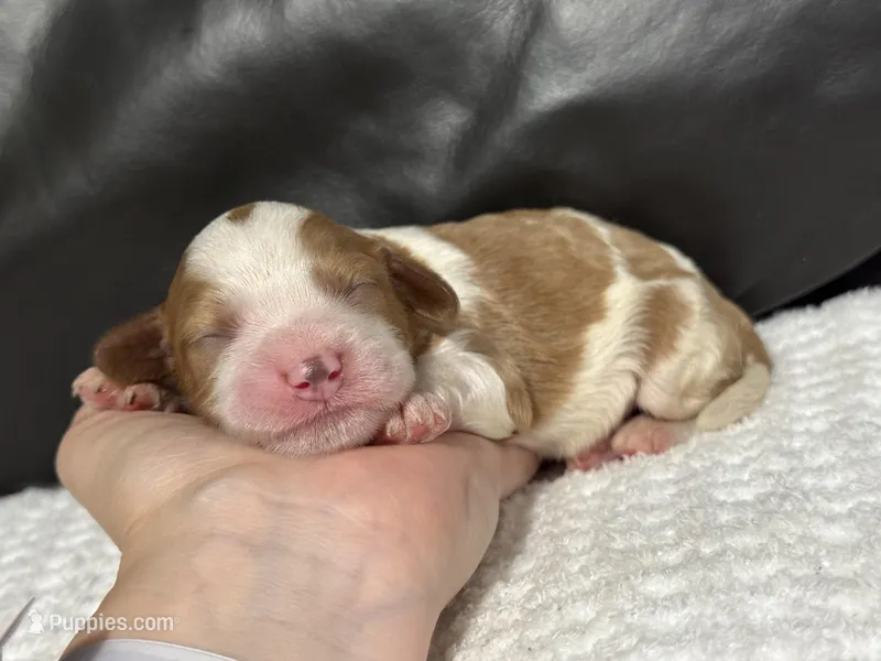 Milo – Cavapoo puppy for sale in Campbellsville, KY