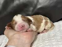 Milo, a male Cavapoo for sale in Campbellsville, KY – Photo 1 of 5