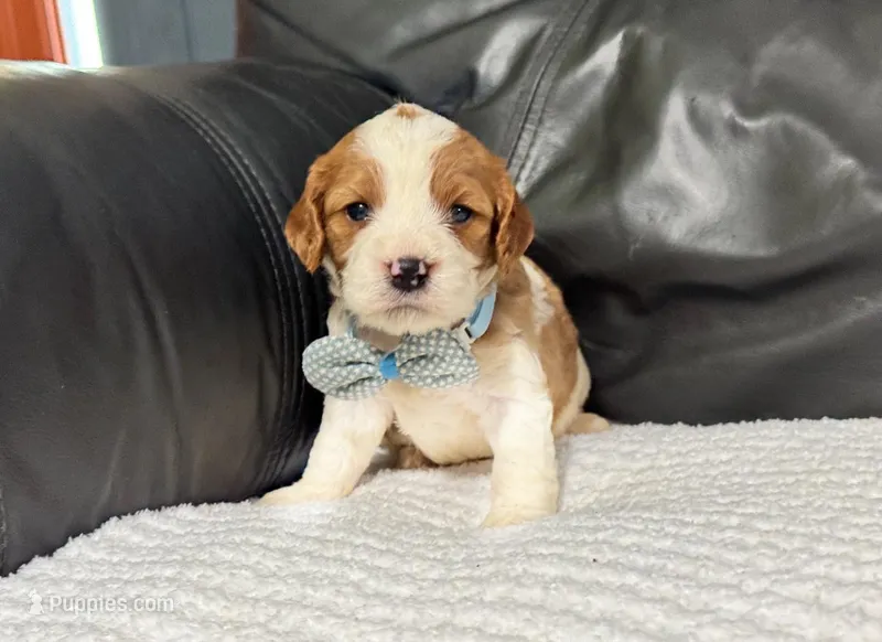 Milo – Cavapoo puppy for sale in Campbellsville, KY