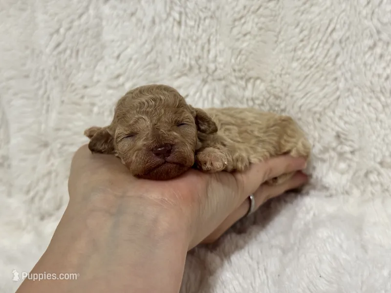 Avie – Poodle - Toy  puppy for sale in Campbellsville, KY