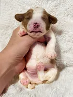 Cuddles, a male Cavapoo for sale in Campbellsville, KY – 5 of 5