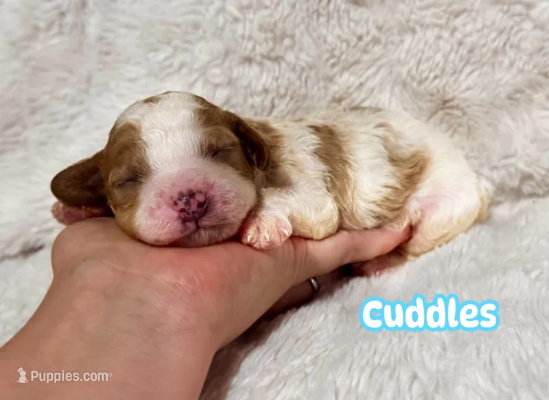 Cuddles – Cavapoo puppy for sale in Campbellsville, KY