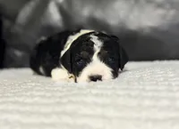 Emmet, a male Cavapoo for sale in Campbellsville, KY – Photo 2 of 8