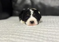 Emmet, a male Cavapoo for sale in Campbellsville, KY – Photo 3 of 8