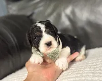 Emmet, a male Cavapoo for sale in Campbellsville, KY – Photo 6 of 8