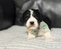 Emmet, a male Cavapoo for sale in Campbellsville, KY – Photo 1 of 8