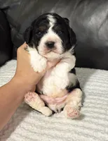 Emmet, a male Cavapoo for sale in Campbellsville, KY – Photo 8 of 8