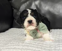 Emmet, a male Cavapoo for sale in Campbellsville, KY – Photo 5 of 8