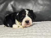 Emmet, a male Cavapoo for sale in Campbellsville, KY – Photo 7 of 8