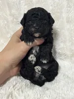 Levi, a male Poodle - Toy  for sale in Campbellsville, KY – 5 of 5