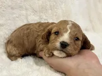 Teddy, a male Cavapoo for sale in Campbellsville, KY – Photo 6 of 9