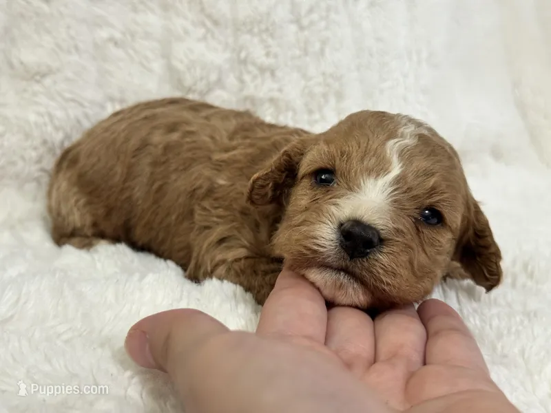 Teddy – Cavapoo puppy for sale in Campbellsville, KY