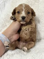 Teddy, a male Cavapoo for sale in Campbellsville, KY – Photo 4 of 9