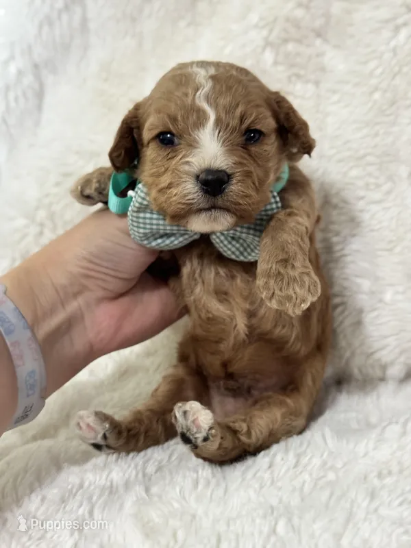 Teddy – Cavapoo puppy for sale in Campbellsville, KY