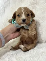 Teddy, a male Cavapoo for sale in Campbellsville, KY – Photo 1 of 9