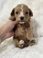 Teddy, a male Cavapoo for sale in Campbellsville, KY – Photo 2 of 9