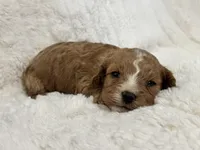 Teddy, a male Cavapoo for sale in Campbellsville, KY – Photo 9 of 9