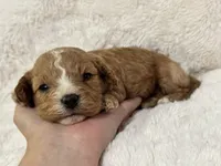 Teddy, a male Cavapoo for sale in Campbellsville, KY – Photo 5 of 9