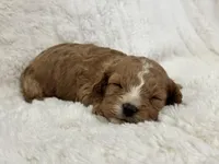 Teddy, a male Cavapoo for sale in Campbellsville, KY – Photo 3 of 9