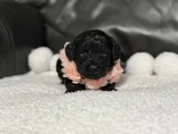 Lulu, a female Cavapoo for sale in Campbellsville, KY – 4 of 6