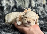 Peaches , a female Poodle - Toy  for sale in Campbellsville, KY – 7 of 8