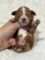 Teddy, a male Poodle - Toy  for sale in Campbellsville, KY – 5 of 6