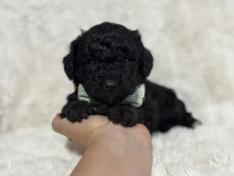 Oscar  – Miniature Aussiedoodle puppy for sale in Campbellsville, KY