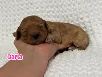 Darla, a female Cavapoo for sale in Campbellsville, KY – 1 of 5