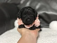 Lulu, a female Cavapoo for sale in Campbellsville, KY – 6 of 6