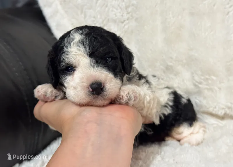 Heidi – Cavapoo puppy for sale in Campbellsville, KY