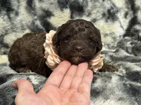 Mocha, a female Miniature Aussiedoodle for sale in Campbellsville, KY – Photo 4 of 4