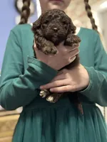 Mocha, a female Miniature Aussiedoodle for sale in Campbellsville, KY – Photo 2 of 4