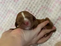 Fiona, a female Cavalier King Charles Spaniel for sale in Campbellsville, KY – Photo 2 of 4