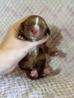 Fiona, a female Cavalier King Charles Spaniel for sale in Campbellsville, KY – Photo 4 of 4