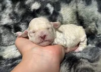 Cotsie, a female Poodle - Toy  for sale in Campbellsville, KY – 4 of 4