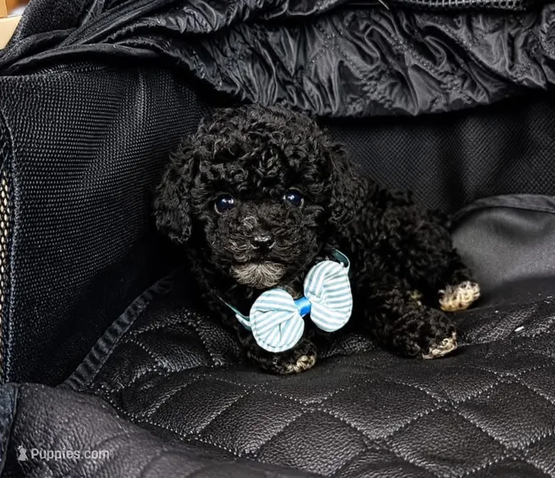 Levi – Poodle - Toy  puppy for sale in Campbellsville, KY