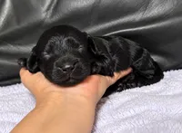 Abe, a male Cavapoo for sale in Campbellsville, KY – 2 of 4