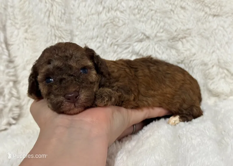Benji – Poodle - Toy  puppy for sale in Campbellsville, KY