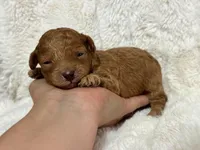 Rufus, a male Cavapoo for sale in Campbellsville, KY – 2 of 5