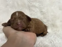 Dahlia Faye, a female Cavapoo for sale in Campbellsville, KY – 2 of 3