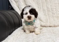 Oreo, a male Poodle - Toy  for sale in Campbellsville, KY – 3 of 4