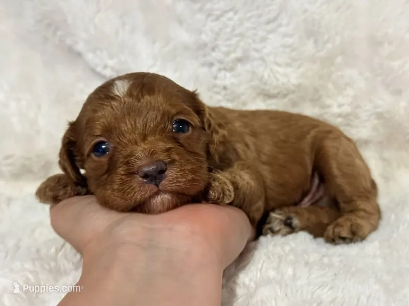 Damian Cole – Cavapoo puppy for sale in Campbellsville, KY